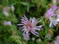 Drosanthemum floribundum